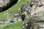 Chamois et bouquetins
