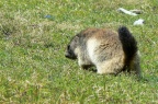 Marmottes