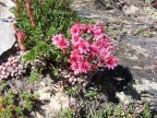 La flore